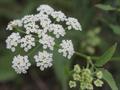 skirret